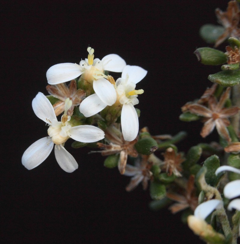 Olearia exiguifolia photo 2