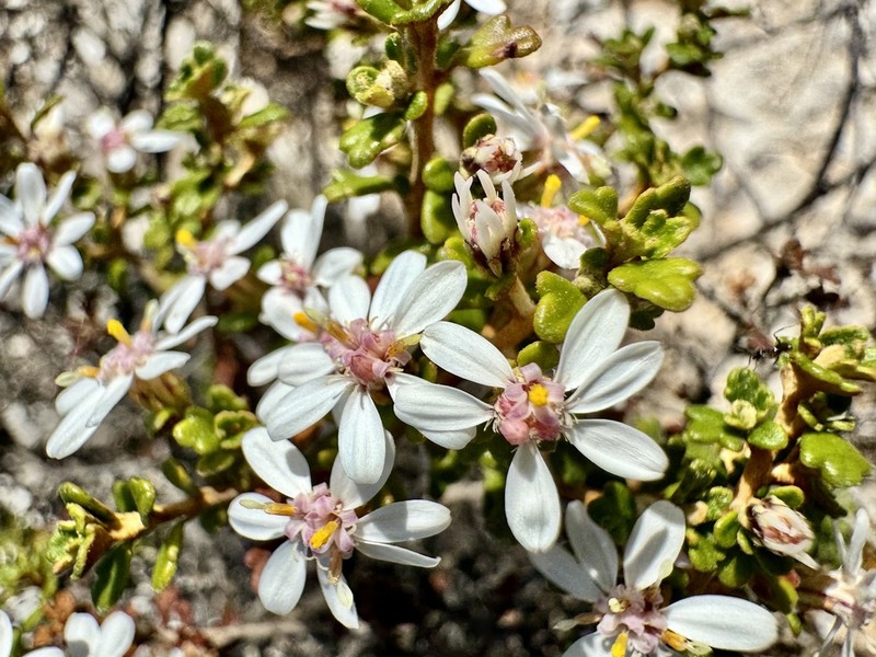 Olearia exiguifolia photo 3