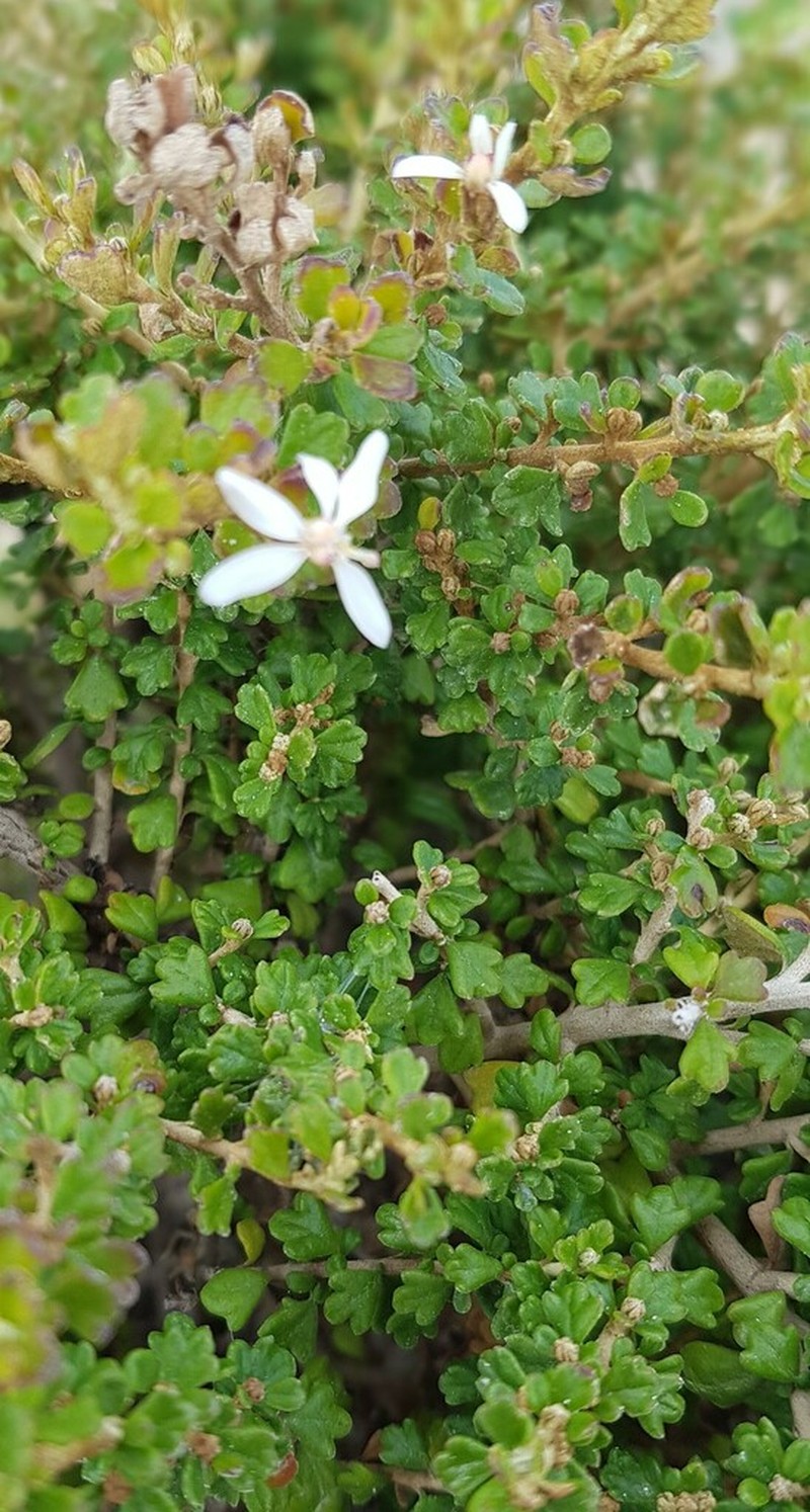 Olearia exiguifolia photo 4