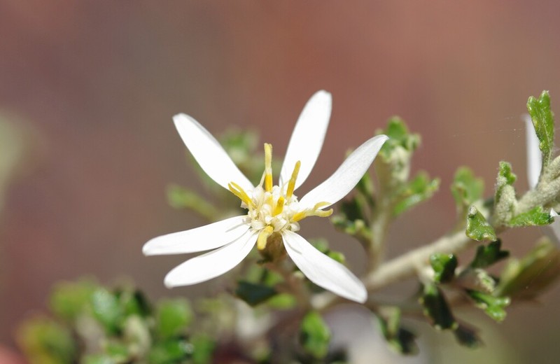 Olearia exiguifolia photo 5