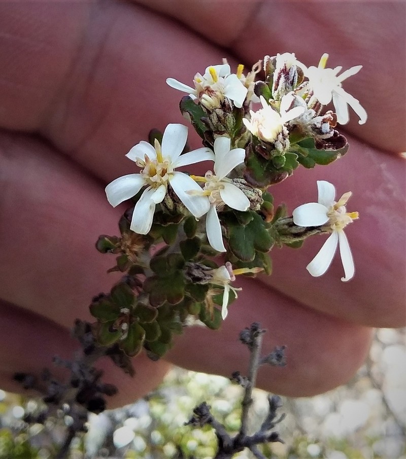 Olearia exiguifolia photo 6