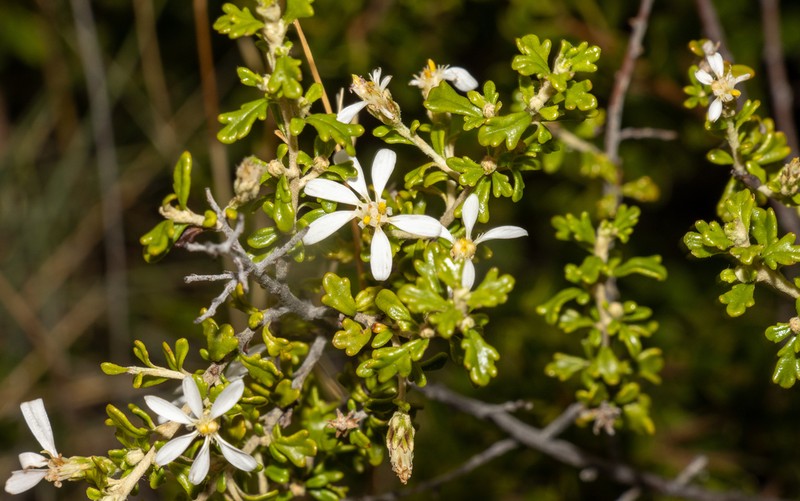 Olearia exiguifolia photo 7