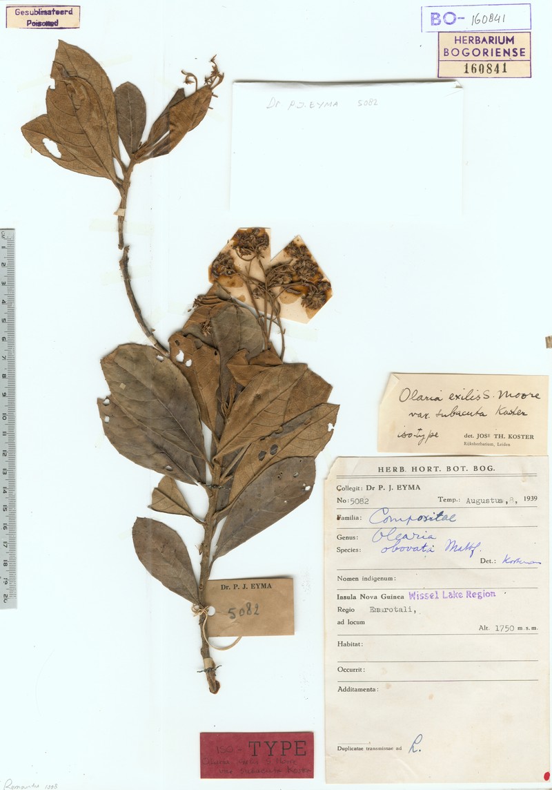Olearia exilis