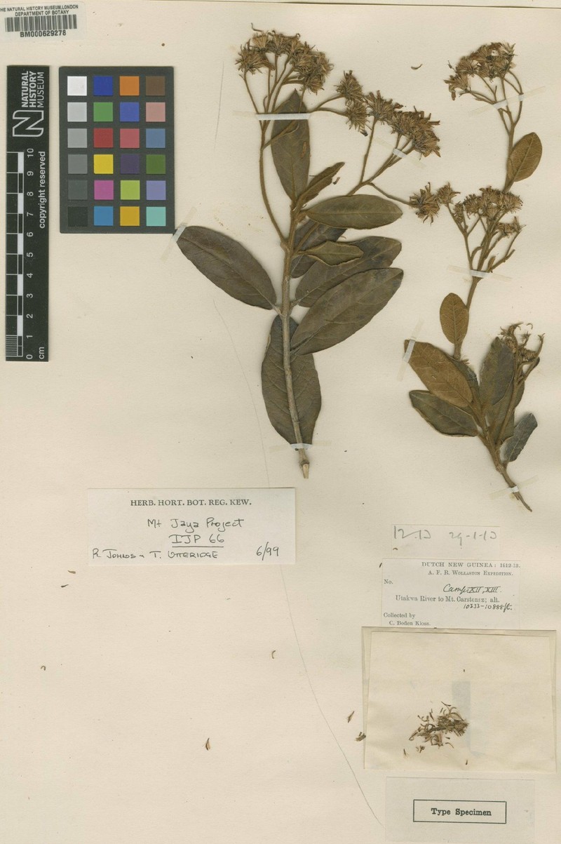 Olearia exilis photo 2