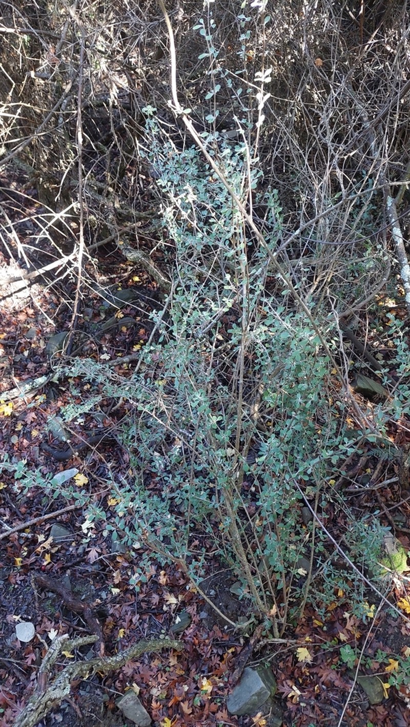 Olearia fimbriata