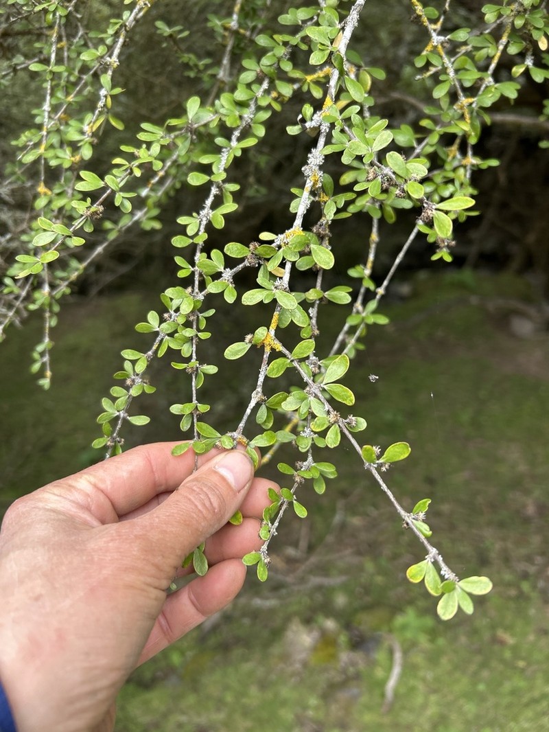 Olearia fimbriata photo 2