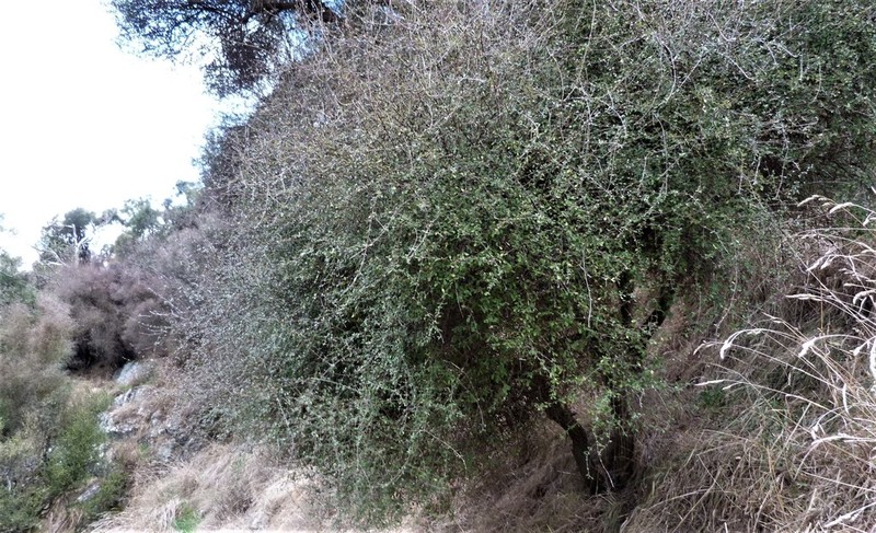 Olearia fimbriata photo 3