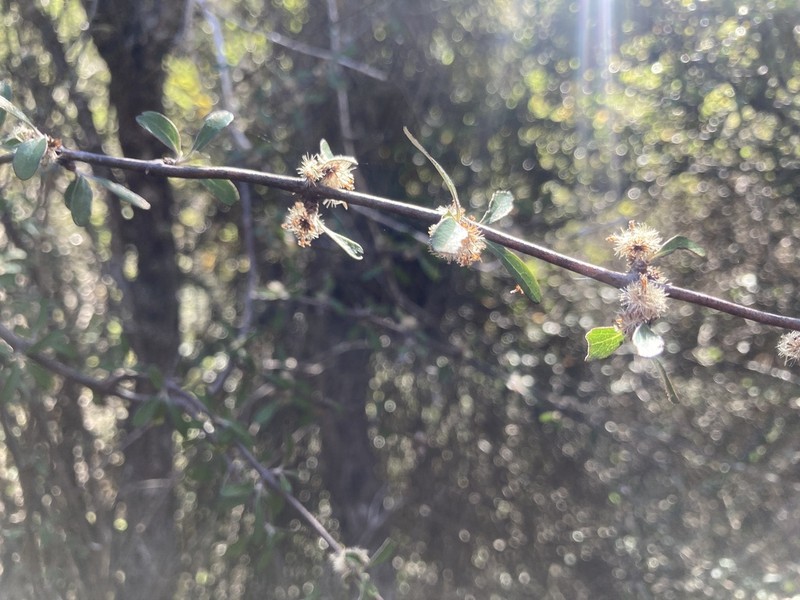Olearia fimbriata photo 5