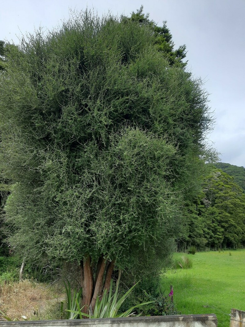 Olearia fimbriata photo 6