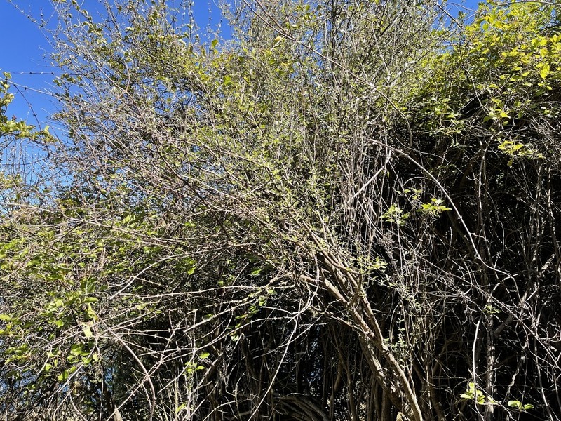 Olearia fimbriata photo 7