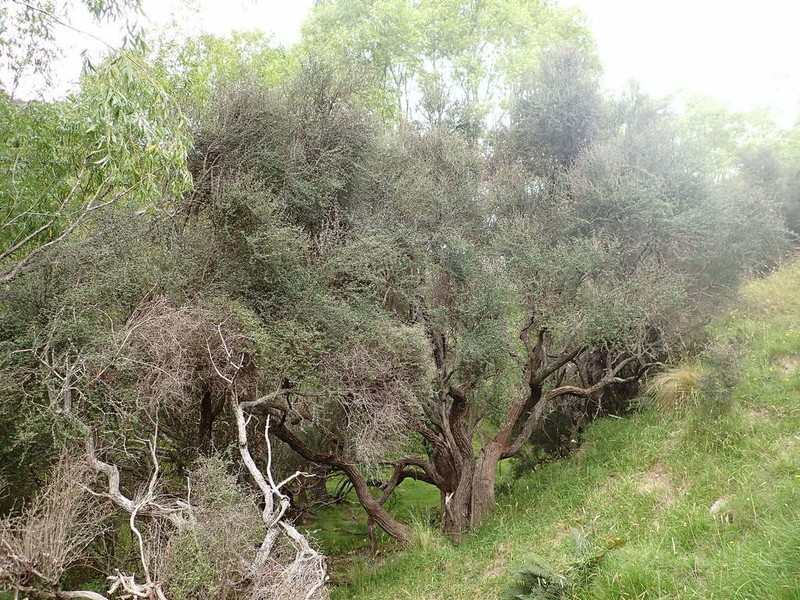 Olearia fimbriata photo 8
