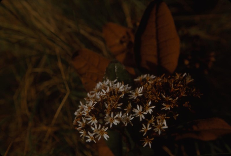 Olearia floccosa