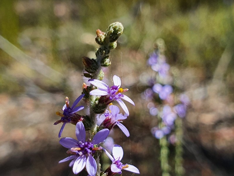 Olearia floribunda photo 2