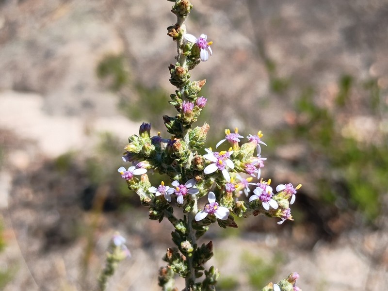 Olearia floribunda photo 3