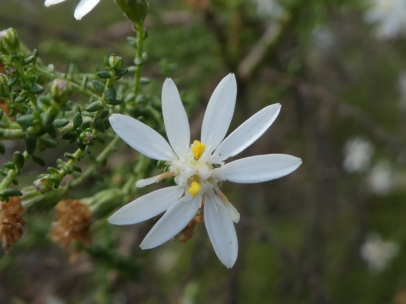 Olearia floribunda photo 4