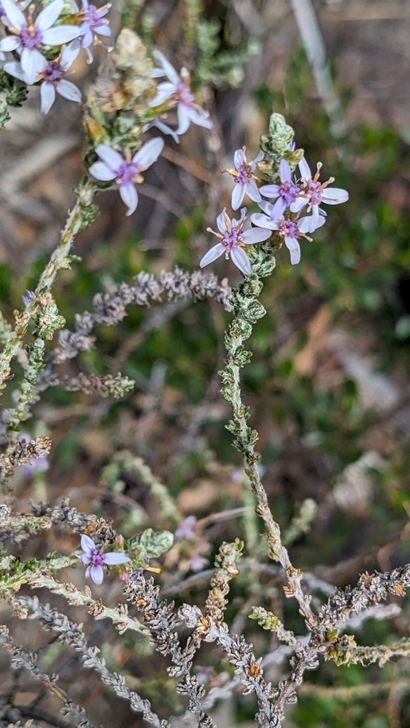 Olearia floribunda photo 5