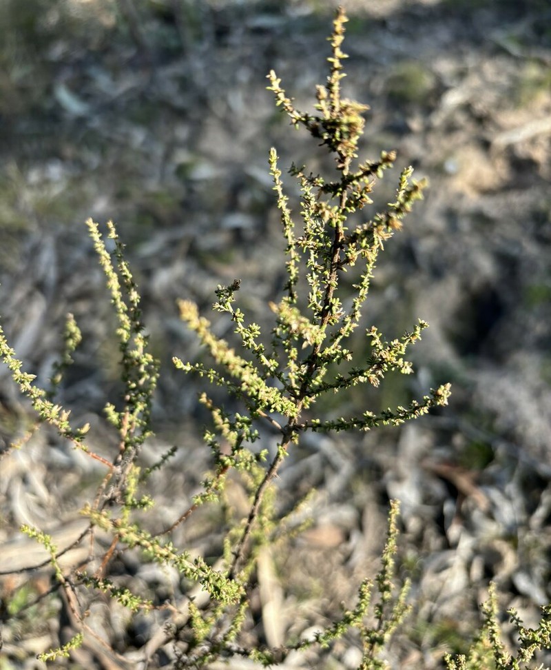 Olearia floribunda photo 6