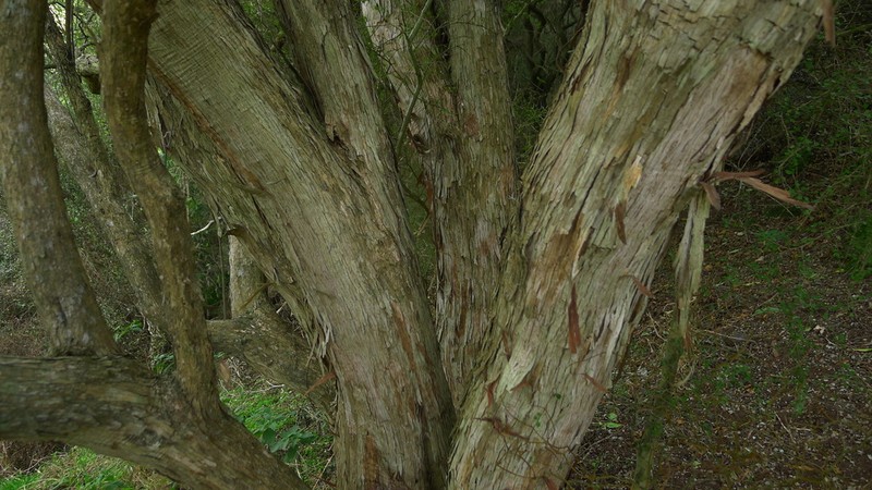 Olearia fragrantissima photo 3