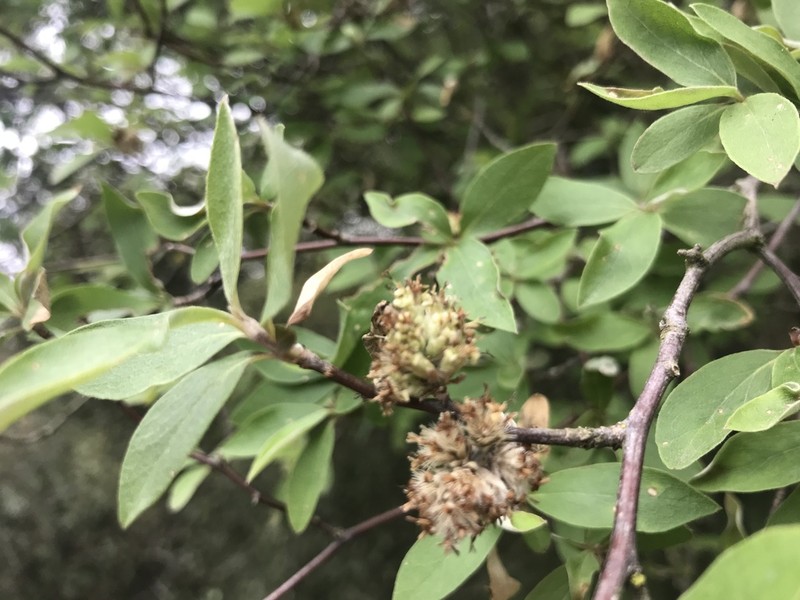 Olearia fragrantissima photo 4