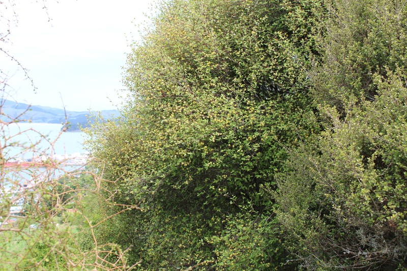 Olearia fragrantissima photo 5