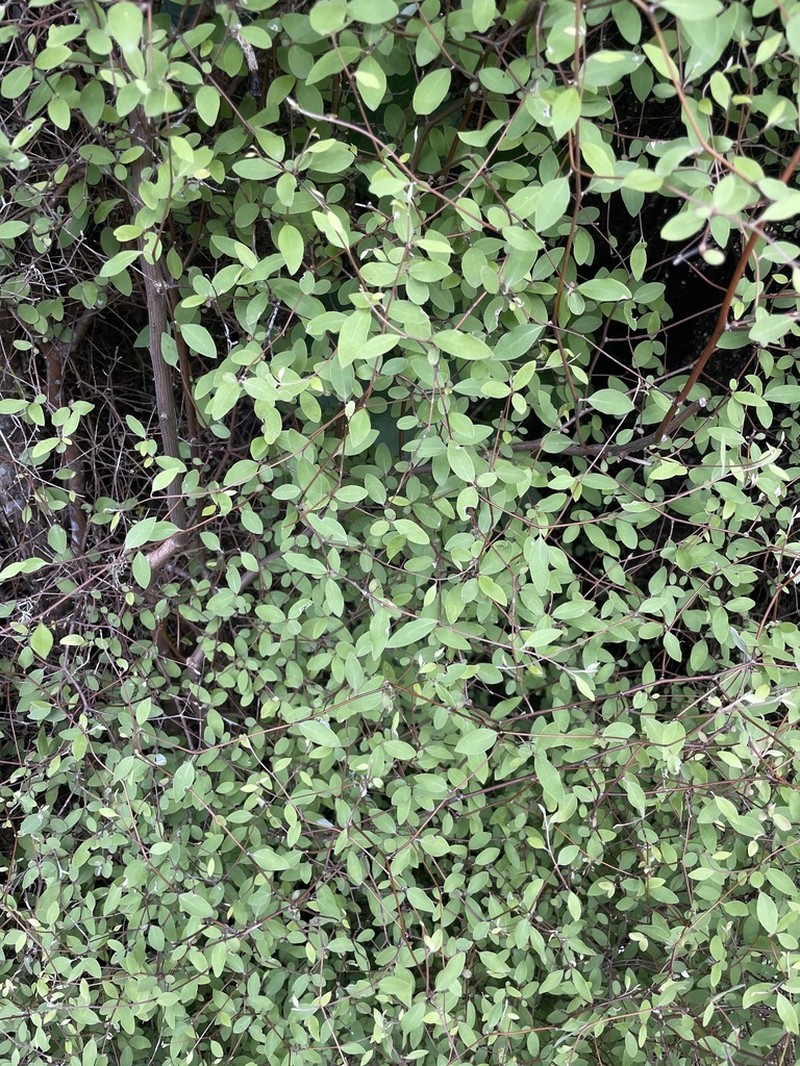 Olearia fragrantissima photo 6