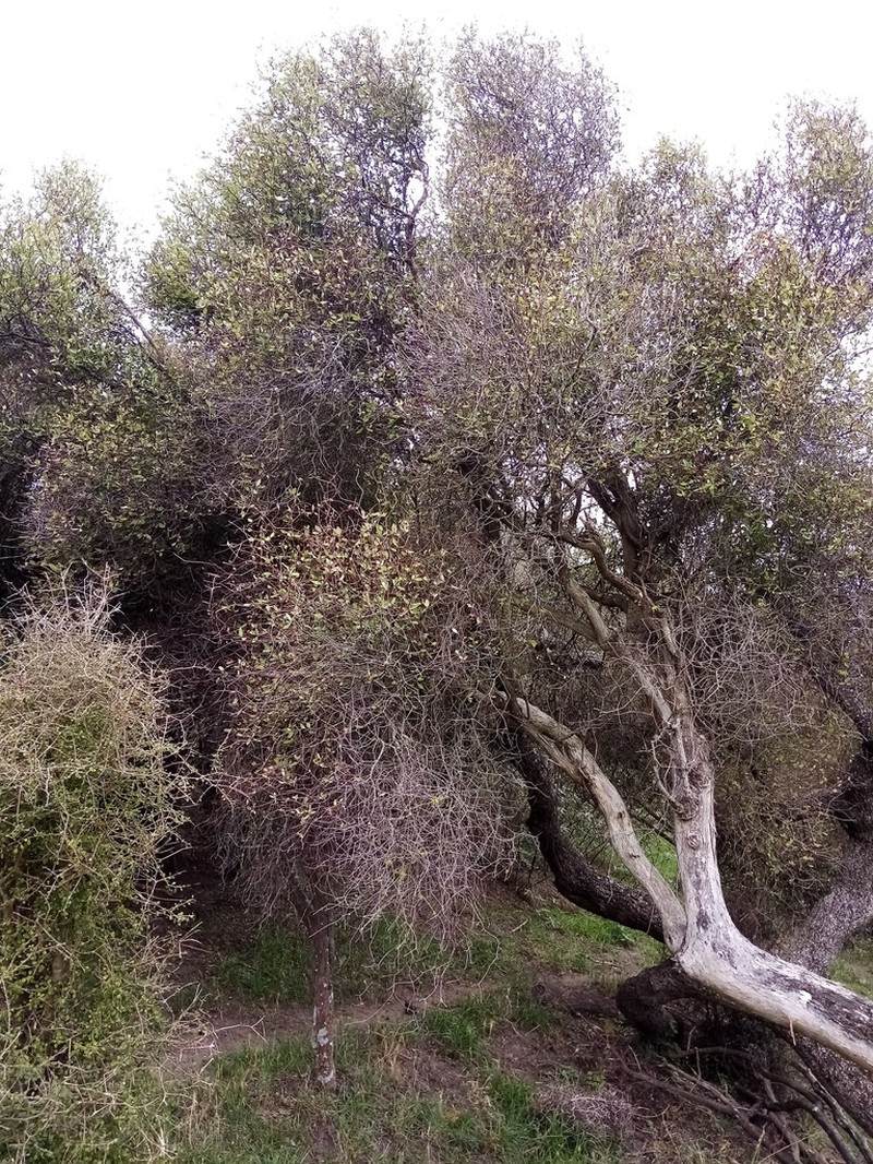 Olearia fragrantissima photo 7