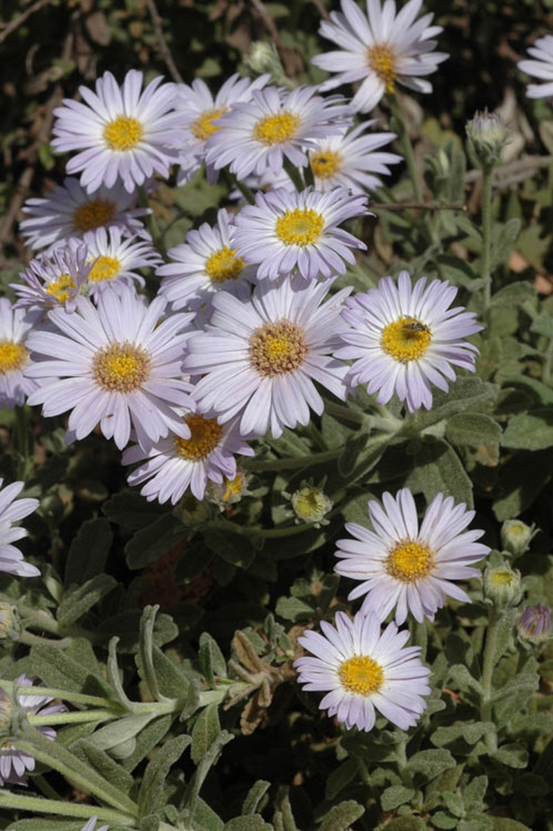 Olearia frostii