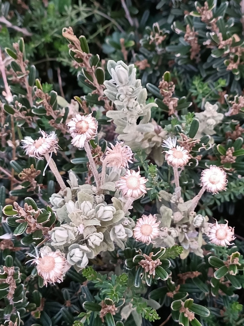 Olearia frostii photo 2
