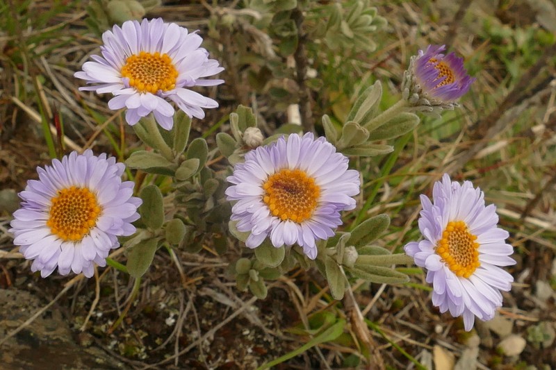 Olearia frostii photo 3