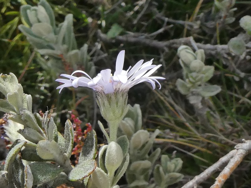 Olearia frostii photo 4