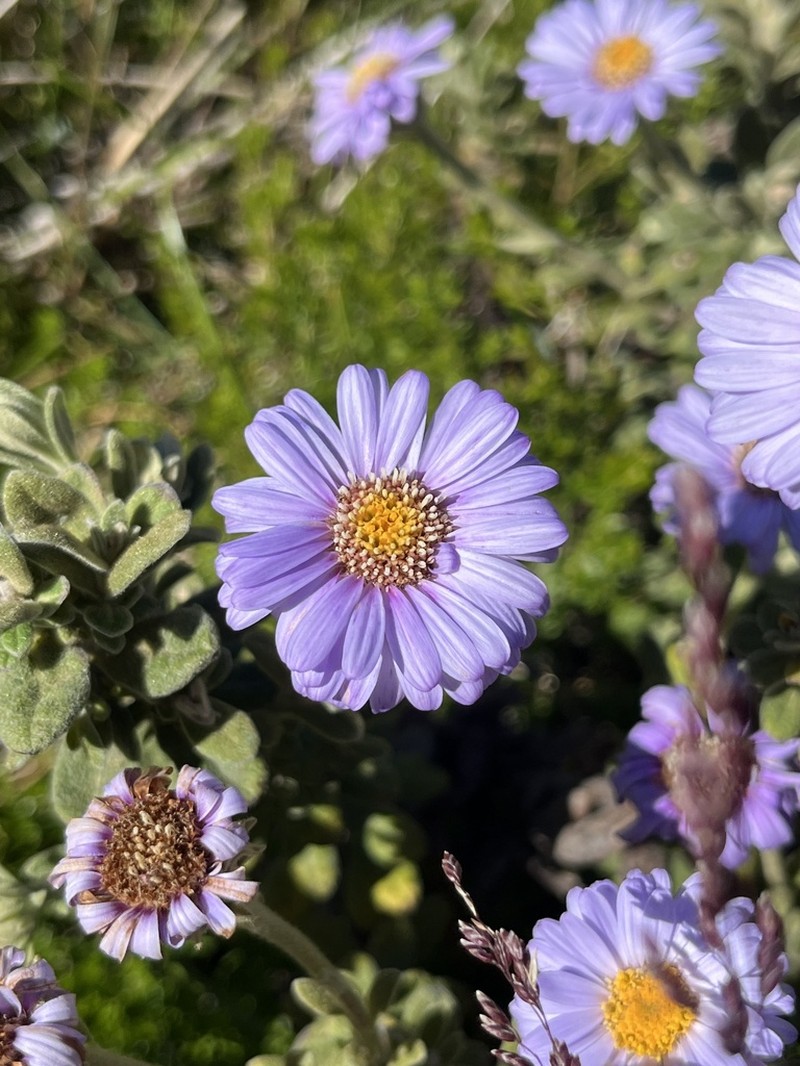 Olearia frostii photo 5