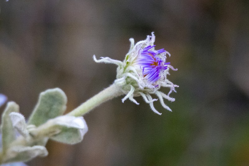 Olearia frostii photo 6