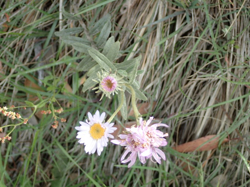Olearia frostii photo 7