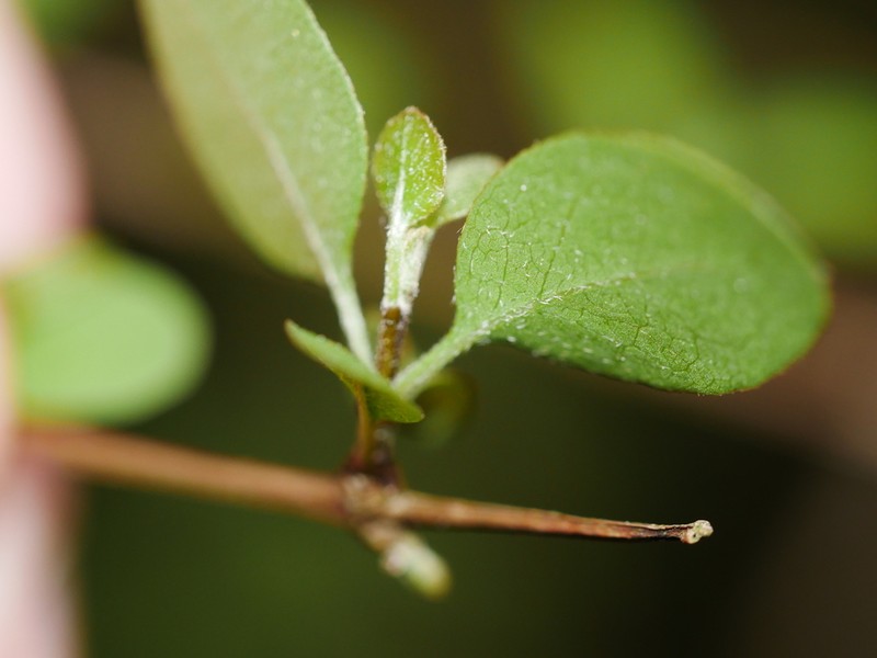 Olearia gardneri photo 3