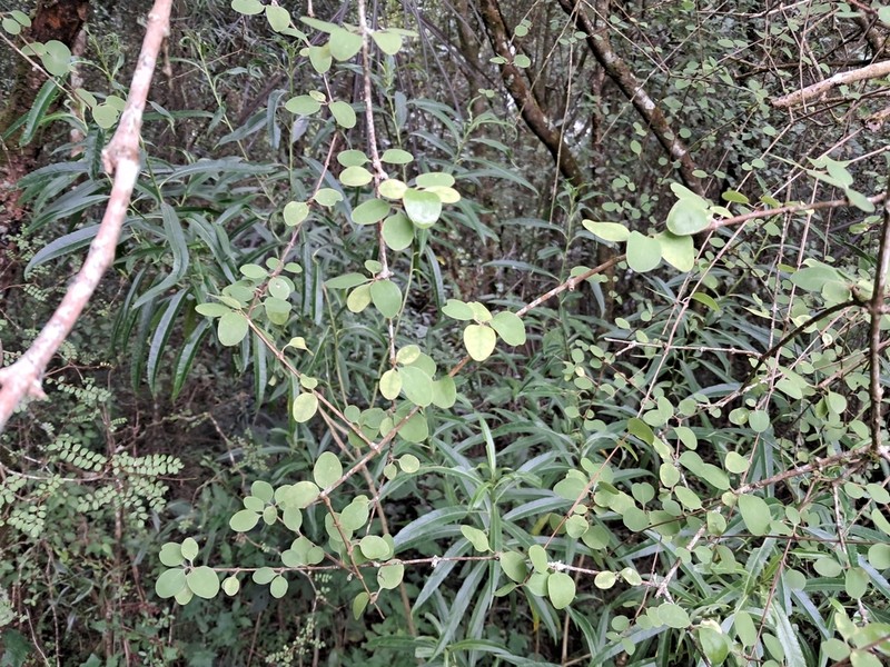 Olearia gardneri photo 4