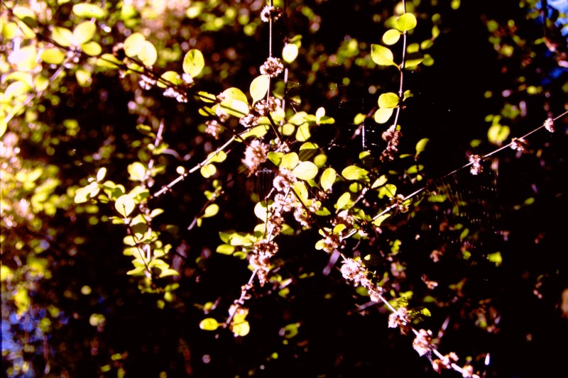 Olearia gardneri photo 7