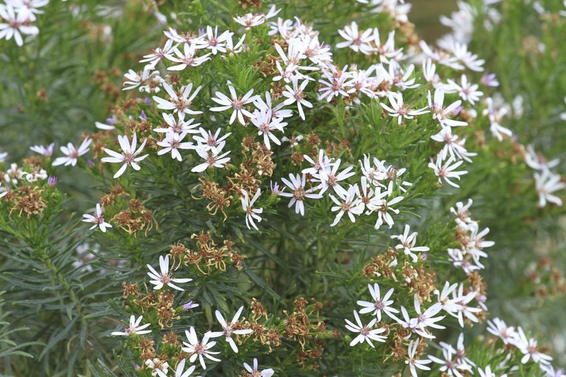 Olearia glutinosa