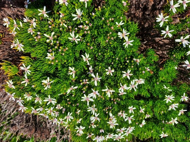 Olearia glutinosa photo 2