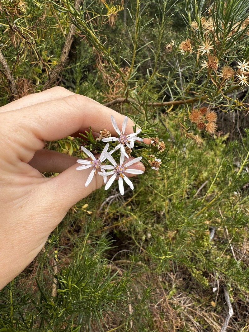 Olearia glutinosa photo 3
