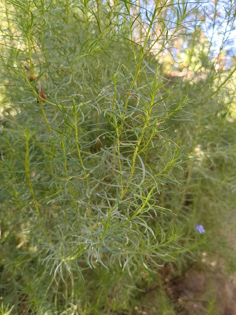 Olearia glutinosa photo 4