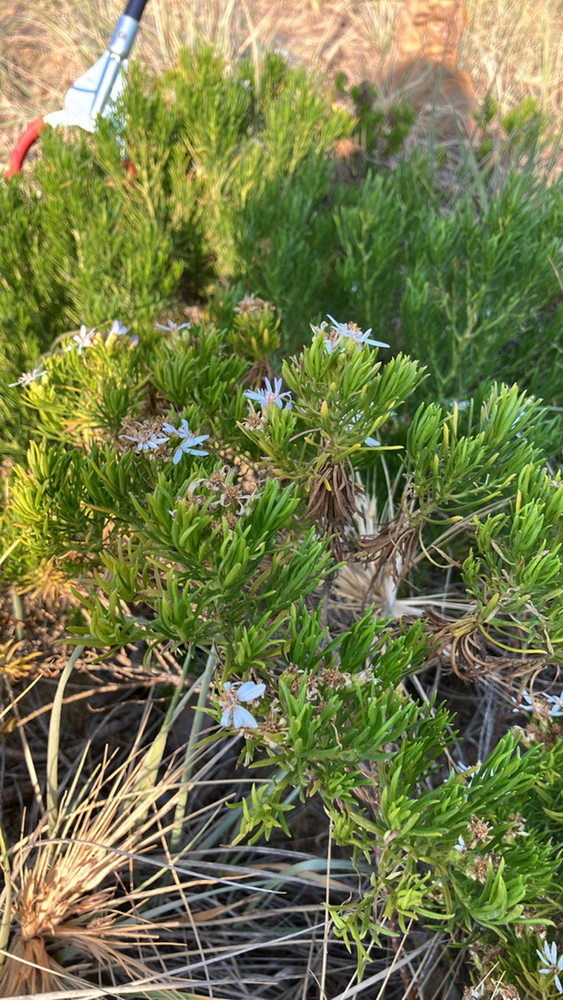 Olearia glutinosa photo 5