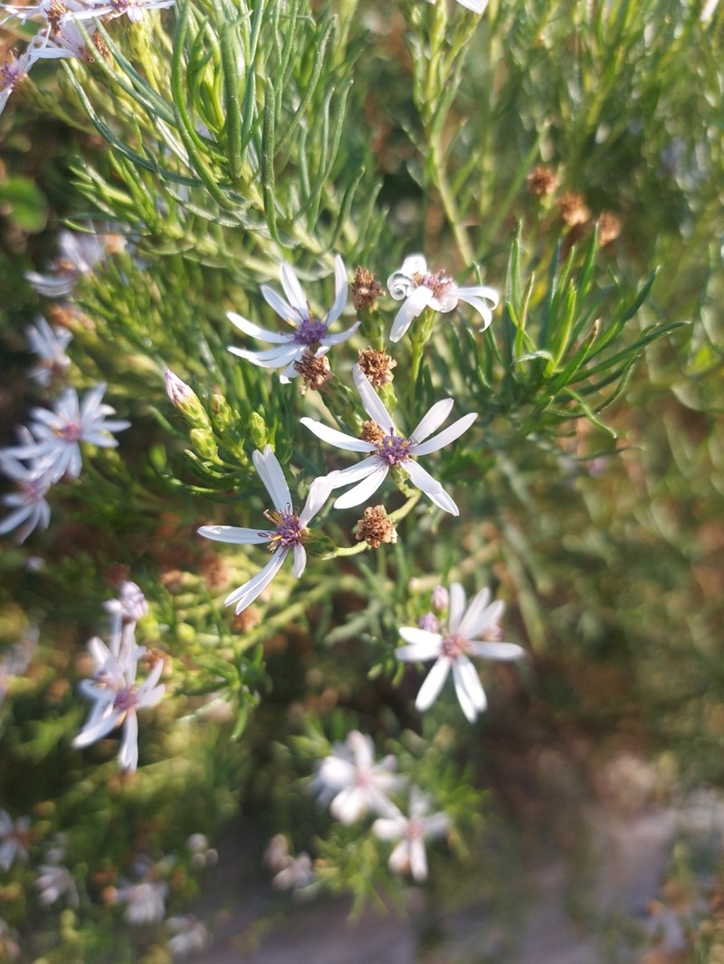 Olearia glutinosa photo 6