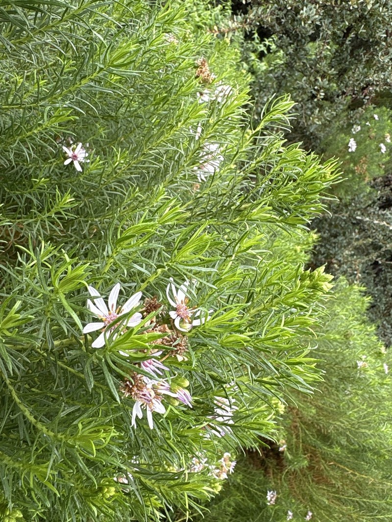 Olearia glutinosa photo 7