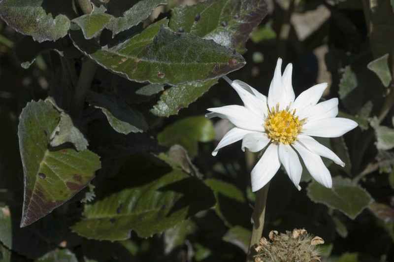 Olearia grandiflora