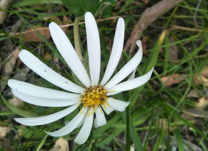 Olearia grandiflora photo 2