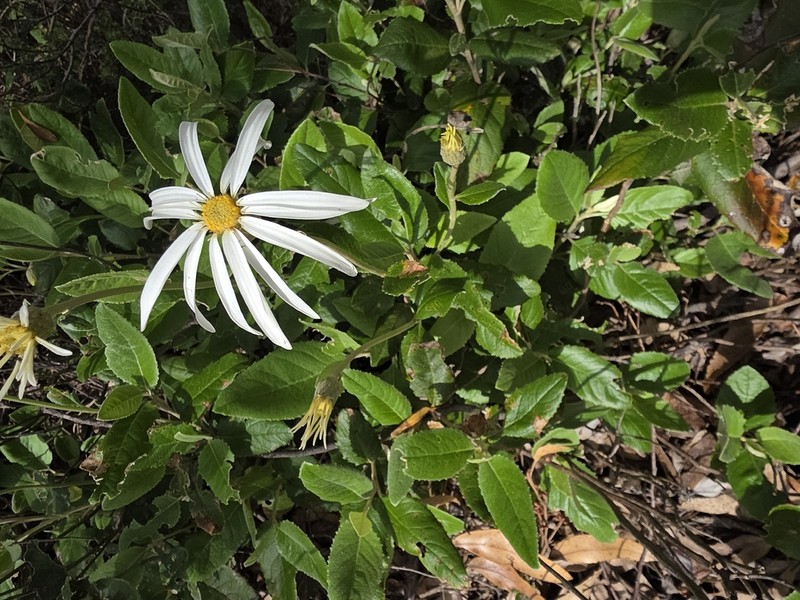 Olearia grandiflora photo 5