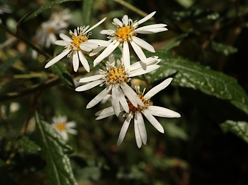 Olearia gravis