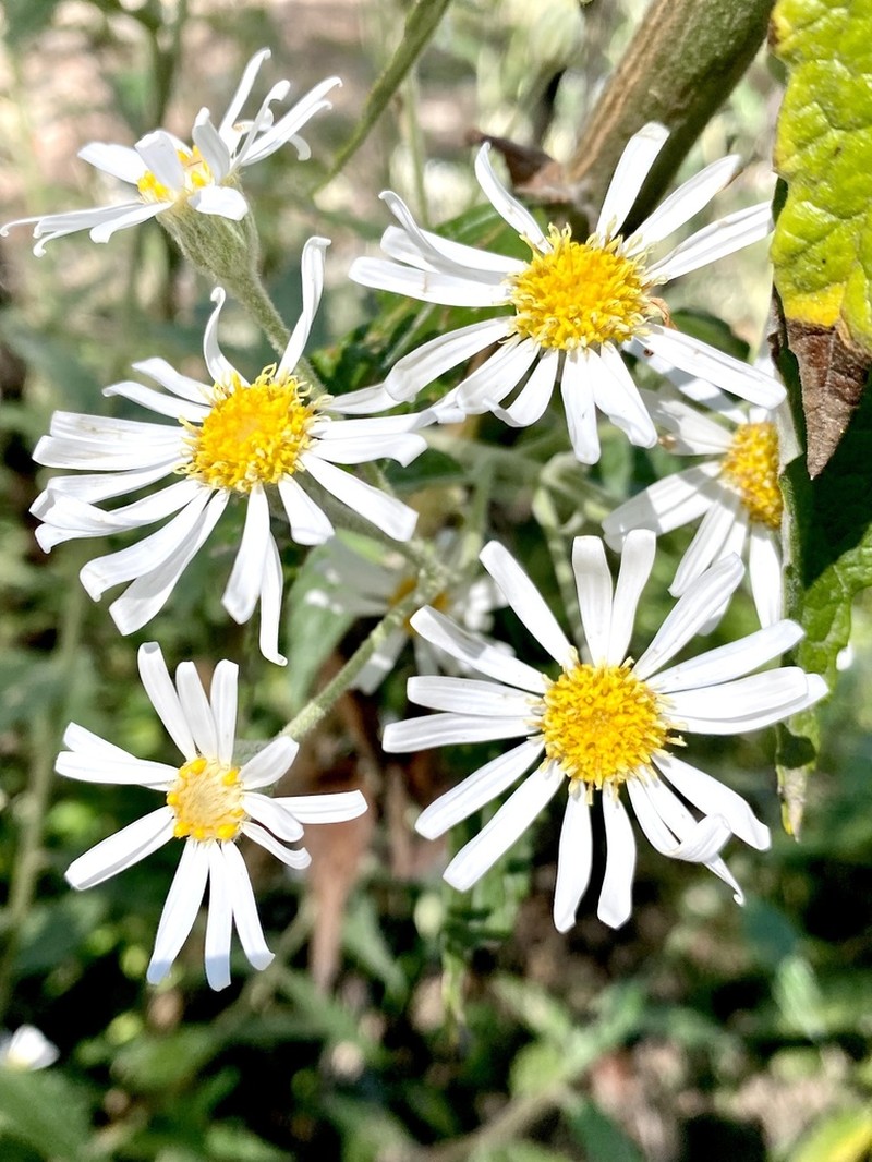 Olearia gravis photo 2
