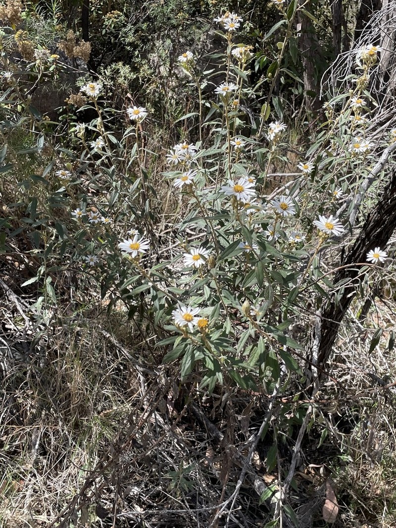 Olearia gravis photo 3