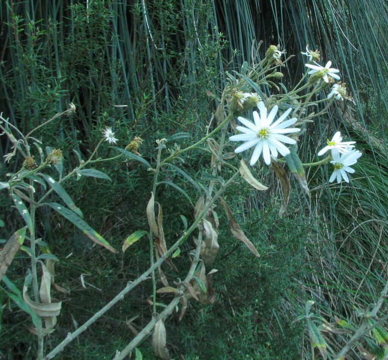 Olearia gravis photo 4